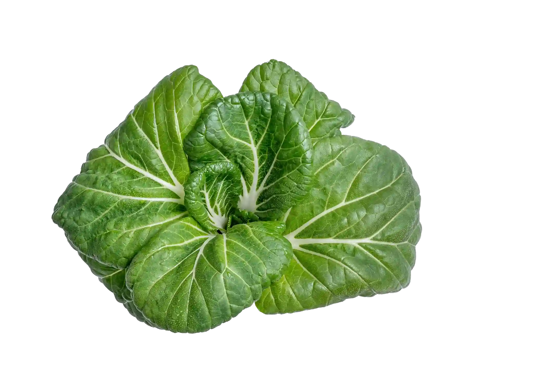 Bok Choy - Image 5
