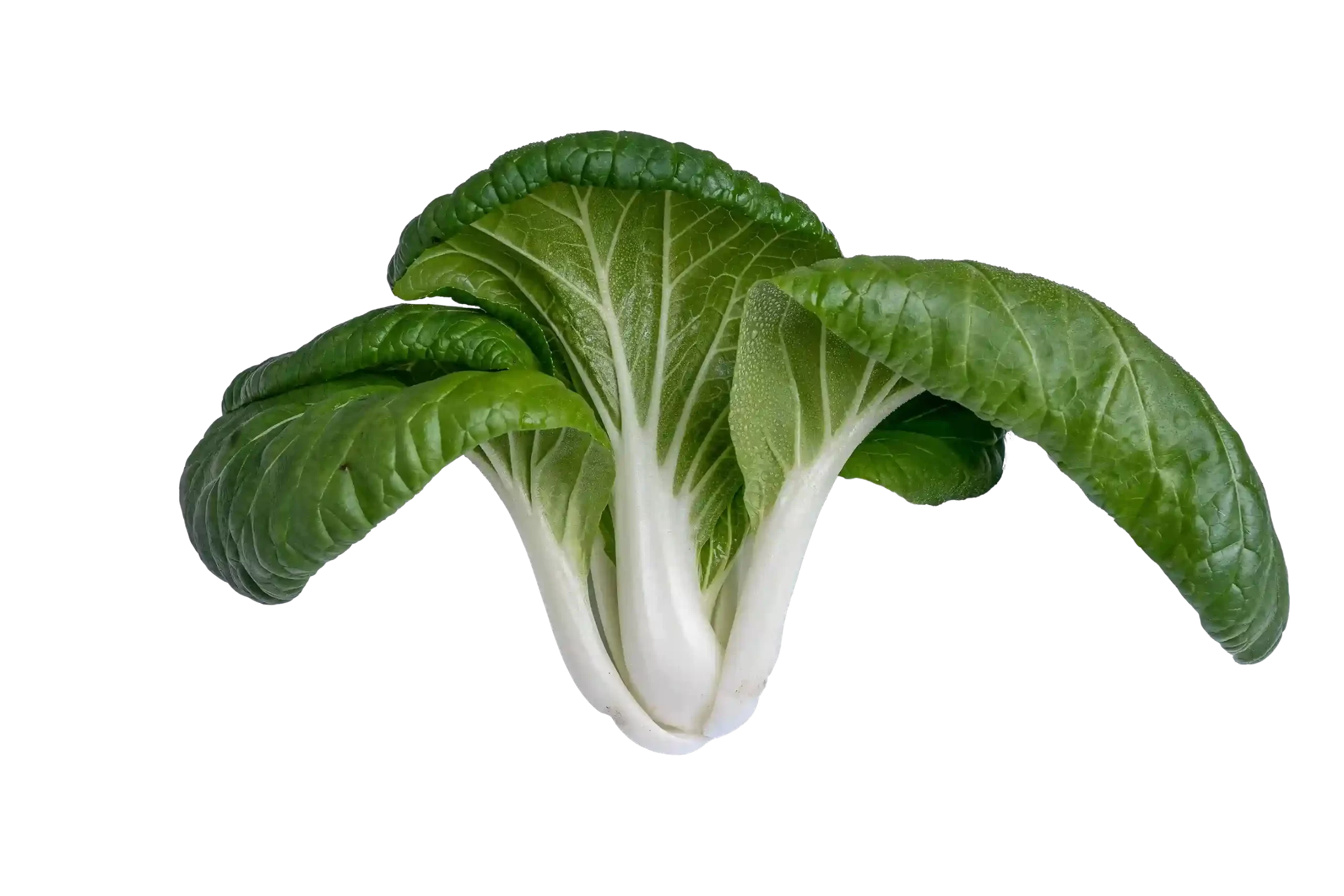 Bok Choy
