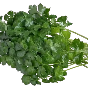 Organic Cilantro 1 lb loose