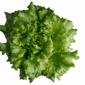 Organic Green leaf lettuce