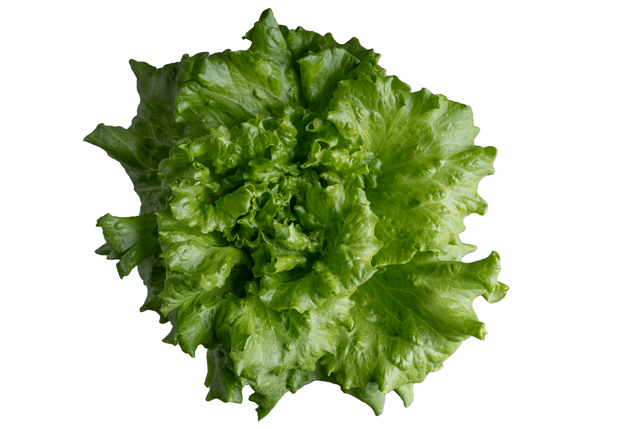 Organic Green leaf lettuce