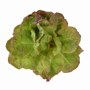 Organic Red Butterhead