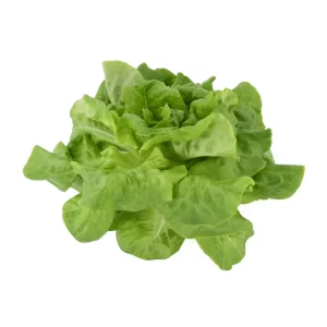 Butterhead or Boston lettuce