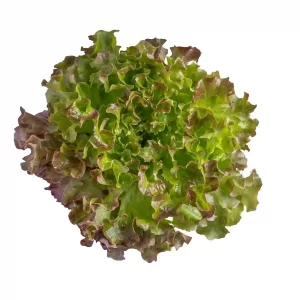 Organic Red leaf lettuce