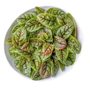 Organic Red Vein Sorrel, 1 lb.